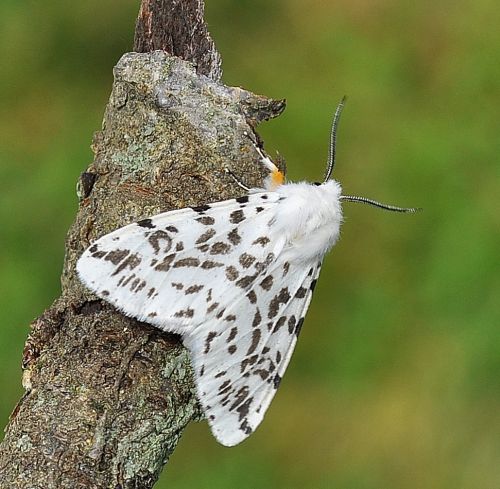 Hypantria cunea - una new entry per Pogno